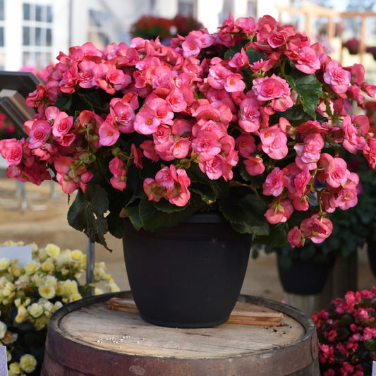 Begonia Solenia Dusty Rose