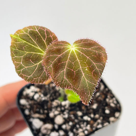 Begonia Fulgurata