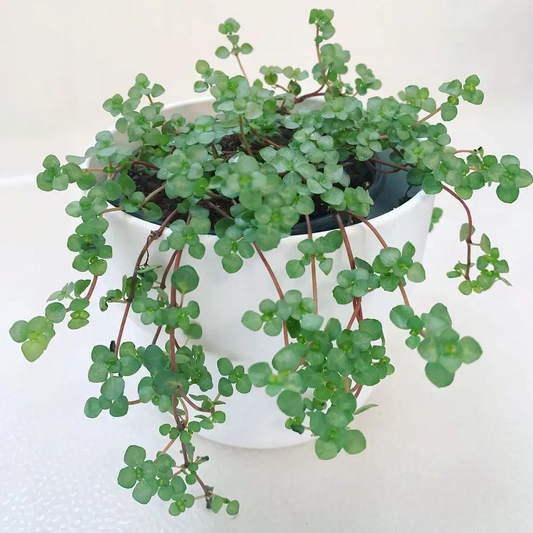 Pilea Norfolk