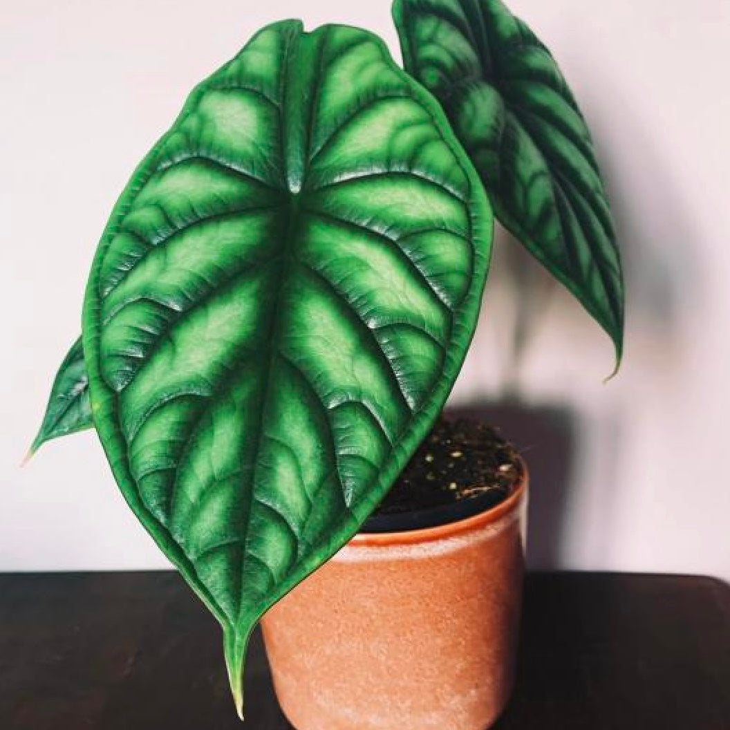 Alocasia Baginda