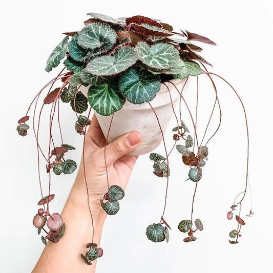 Strawberry Begonia