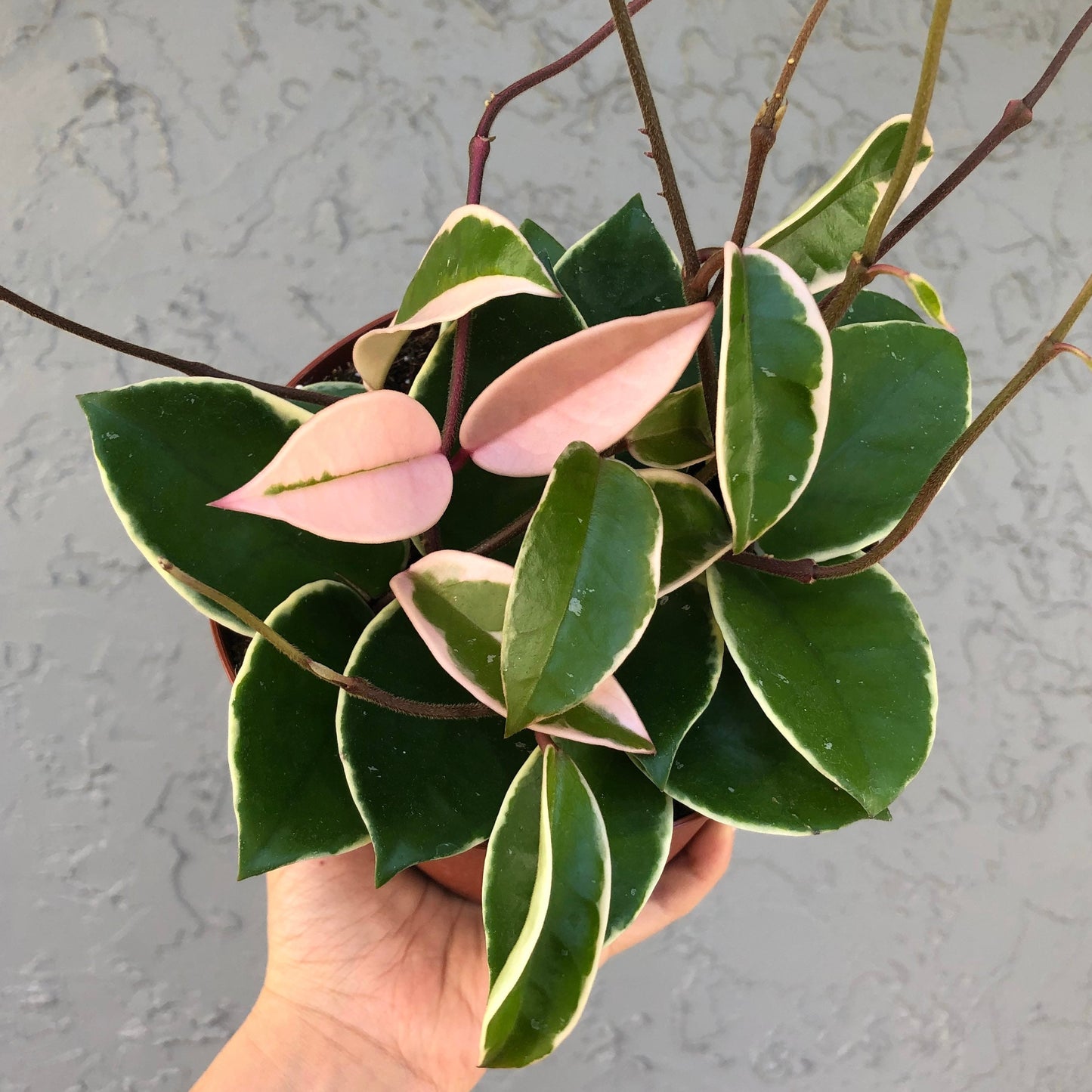 Hoya Carnosa Krimson Queen