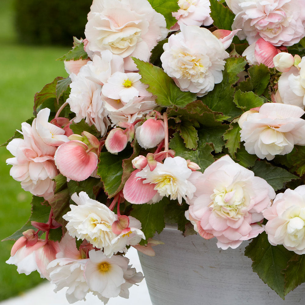 Begonia Angelique