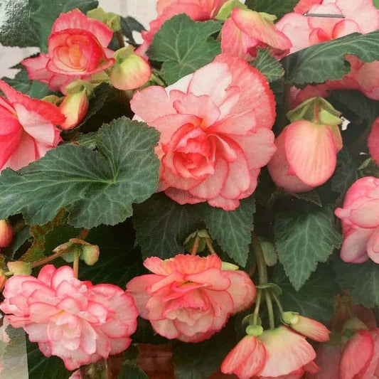 Begonia Cascade Florence