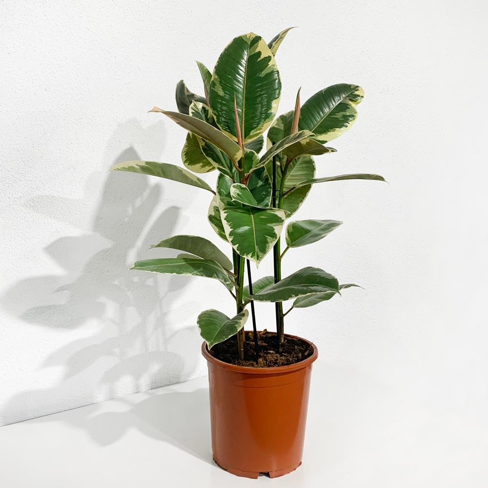 Ficus Elastica - Tineke