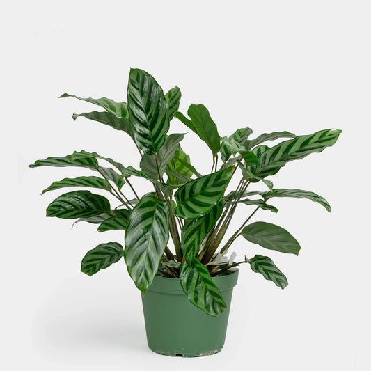 Calathea Freddie Mirabilis 