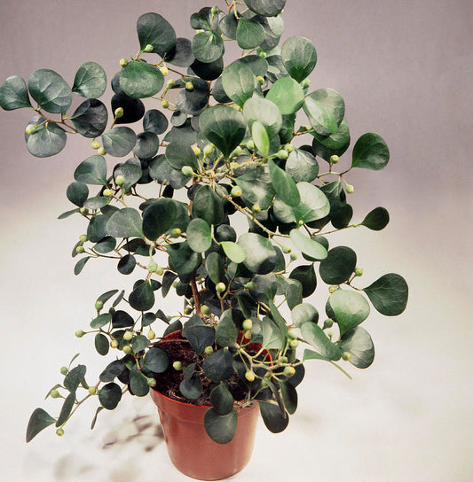 Ficus Deltoidea