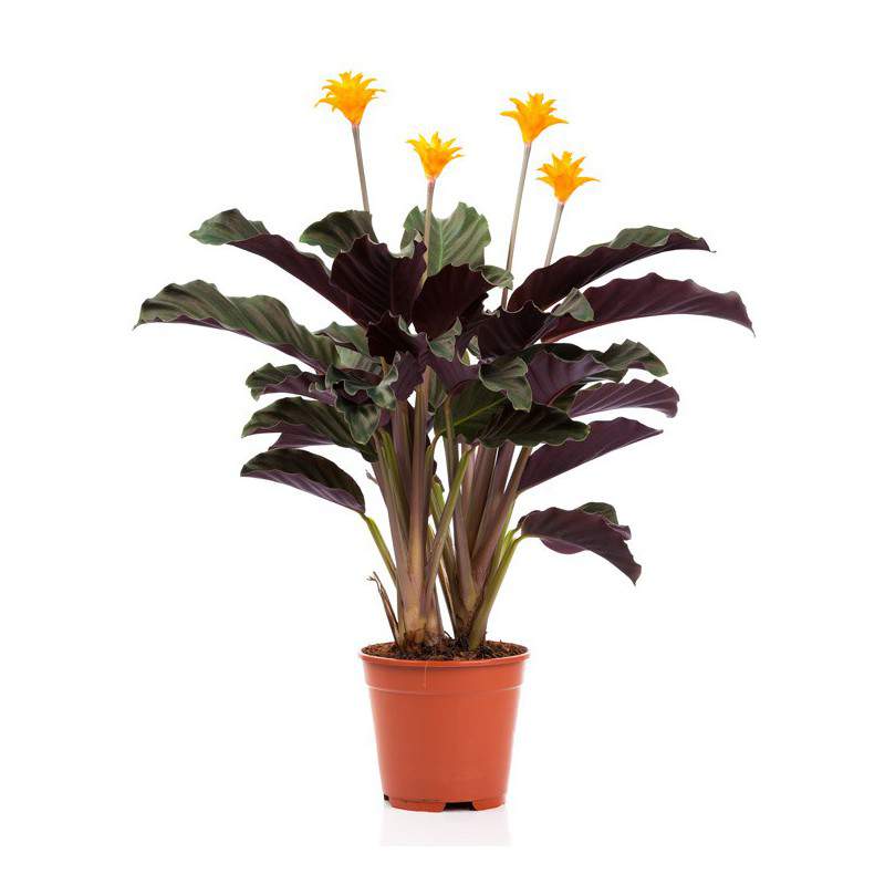 Calathea Crocata Eternal Flame