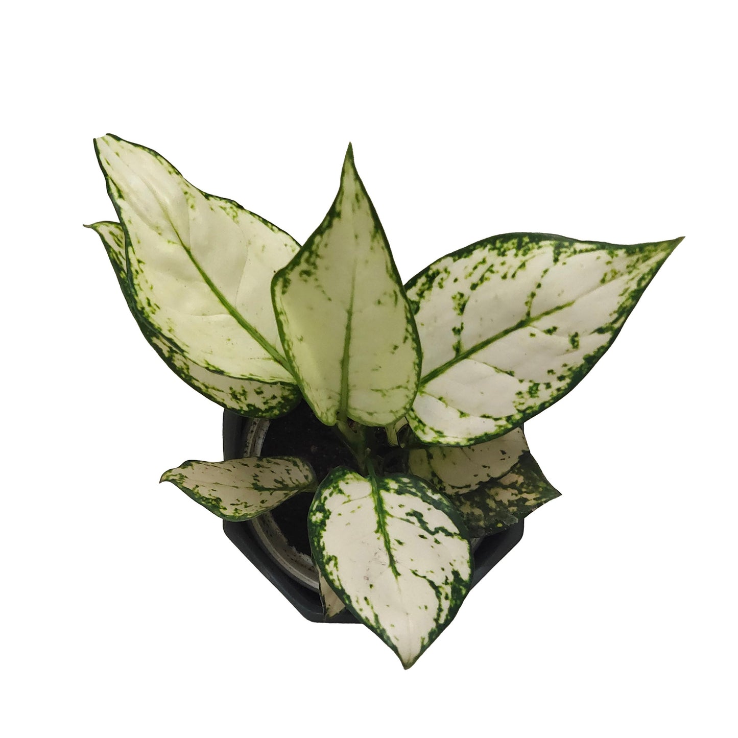 Aglaonema Super White