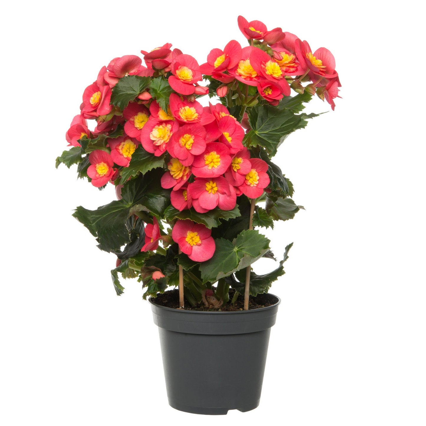 Begonia Elatior Valentino Pink