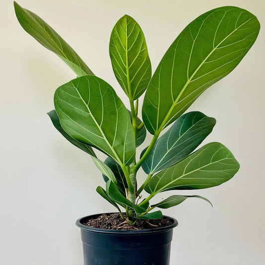 Ficus Benghalensis