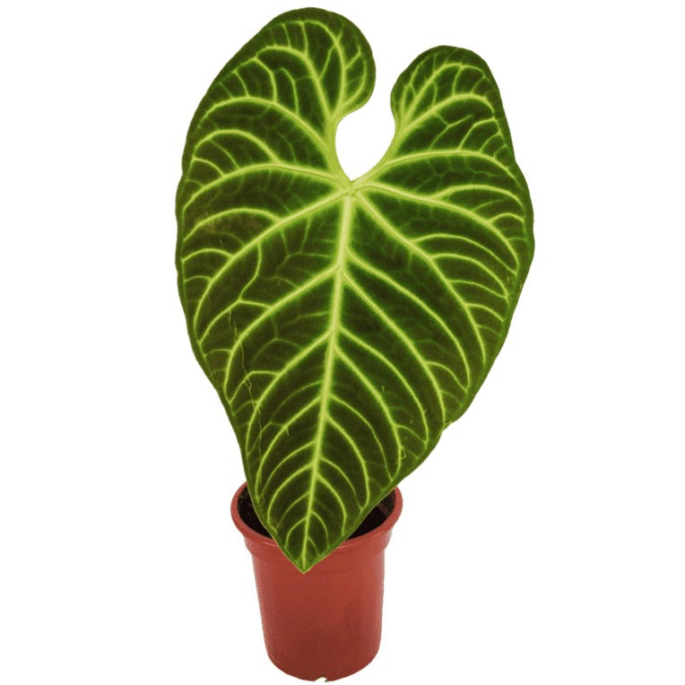 Anthurium Regale