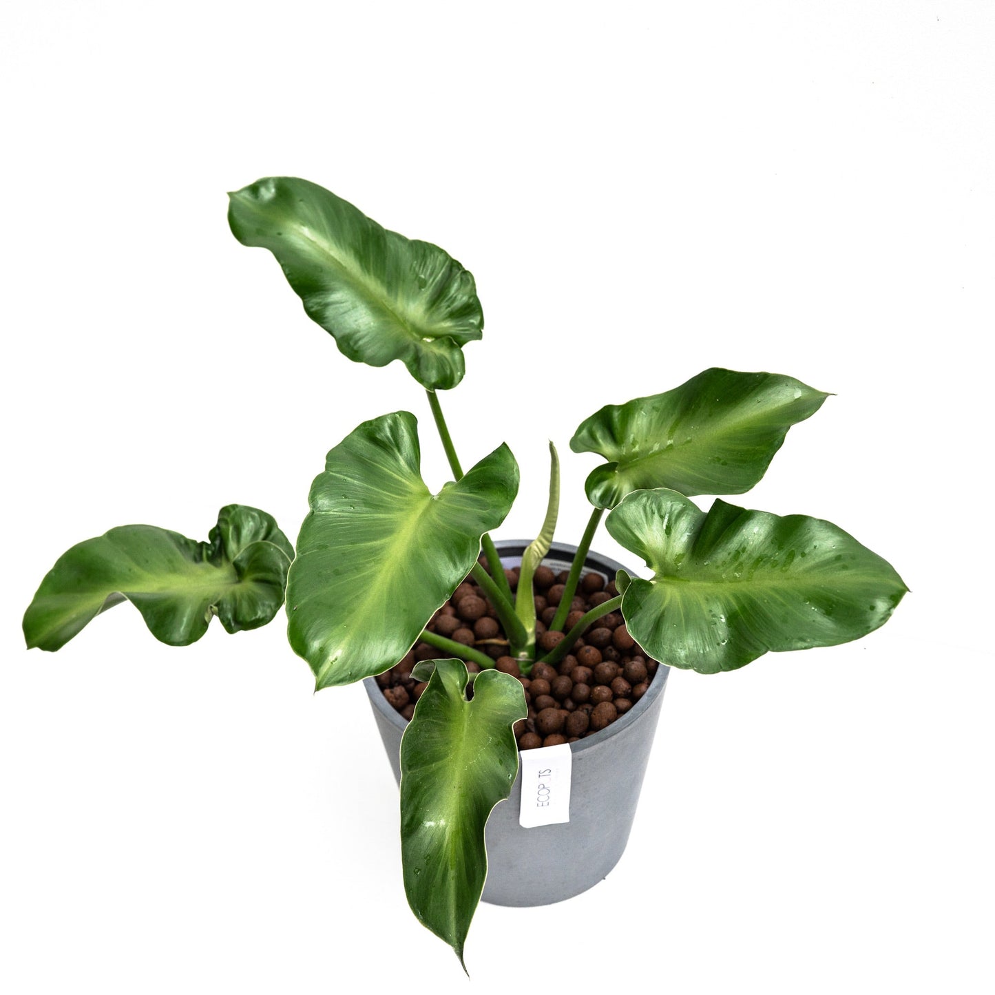 Philodendron Rugosum