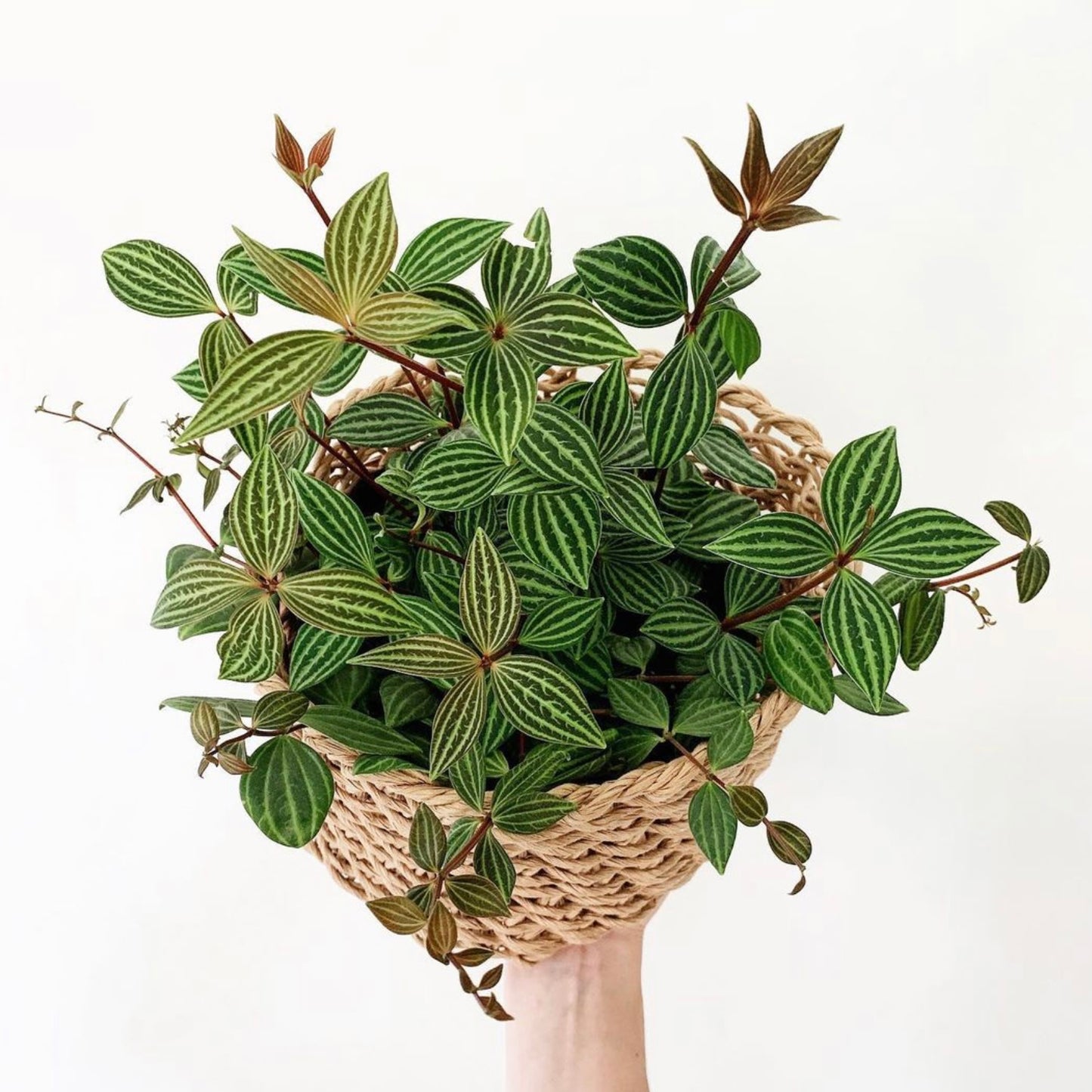 Peperomia Tetragona