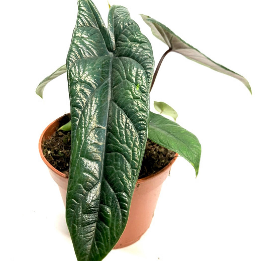 Alocasia Scalprum