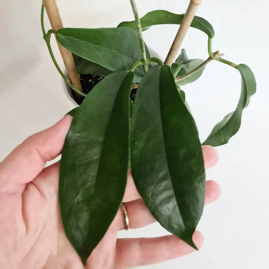 Hoya Subcalva