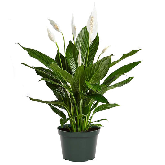 Piccolino Peace Lily