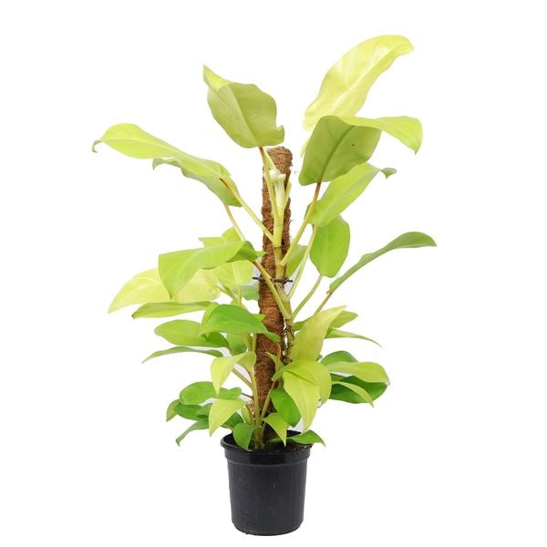 Philodendron Malay Gold