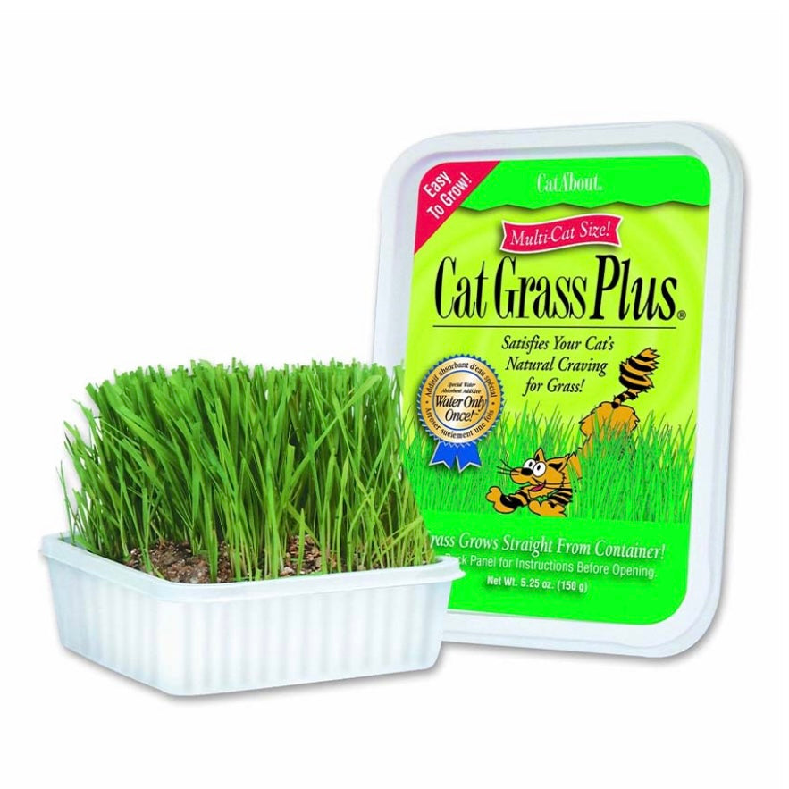 Cat Grass