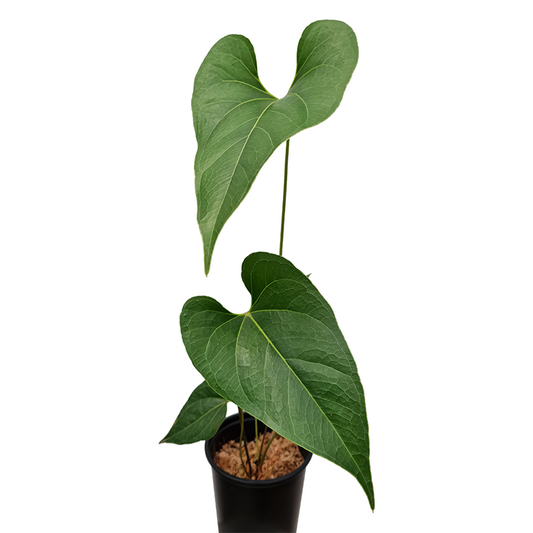 Anthurium Salgarense