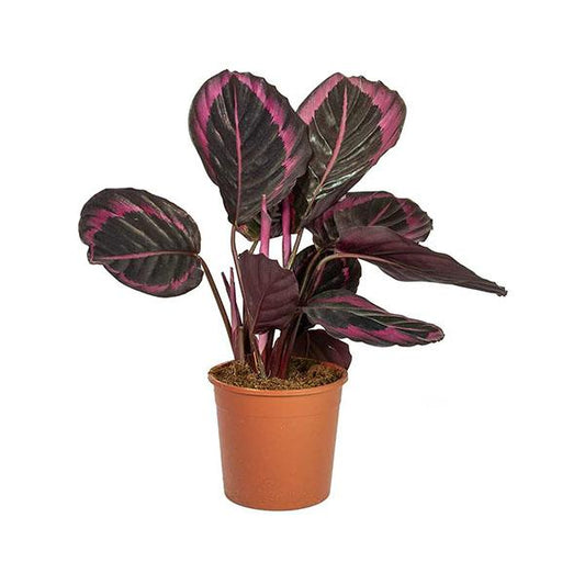 Calathea Roseopicta Dottie