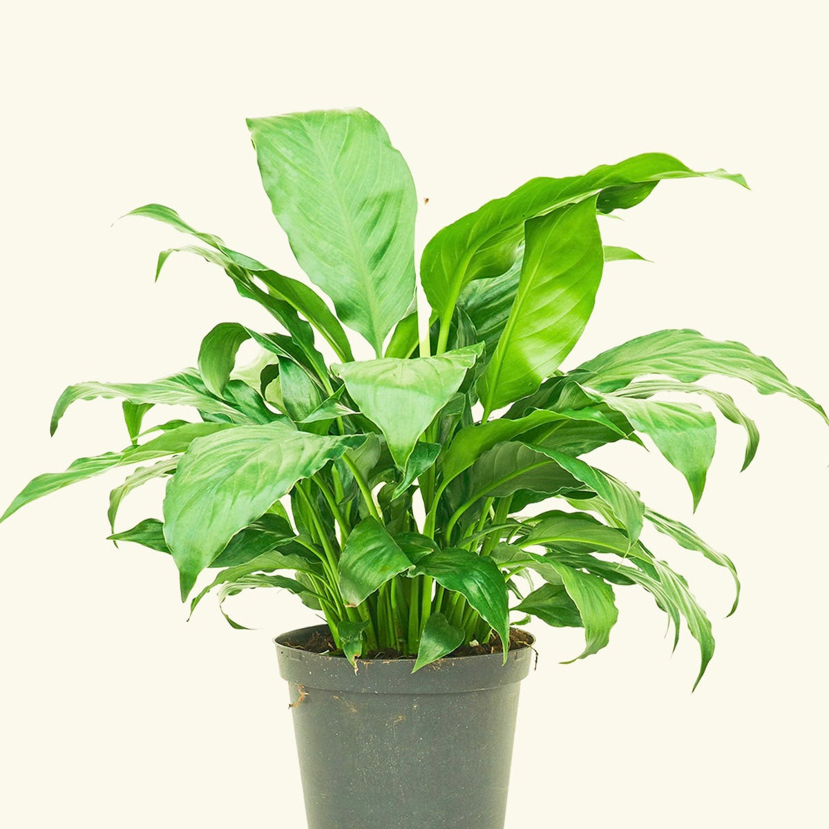 Patricia Peace Lily