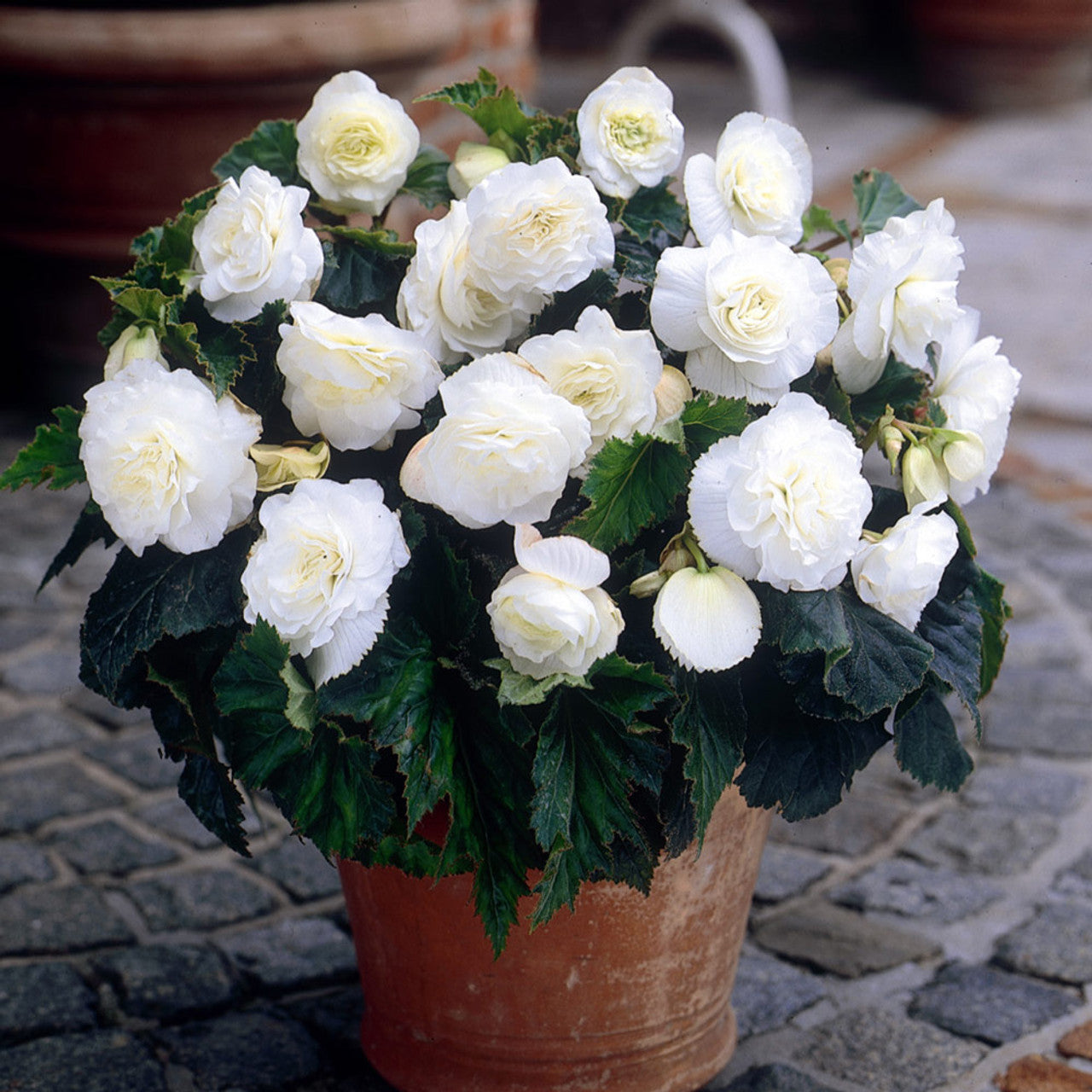 Begonia Ambassador White