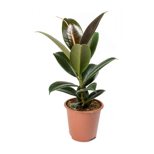 Ficus Elastica - Melany