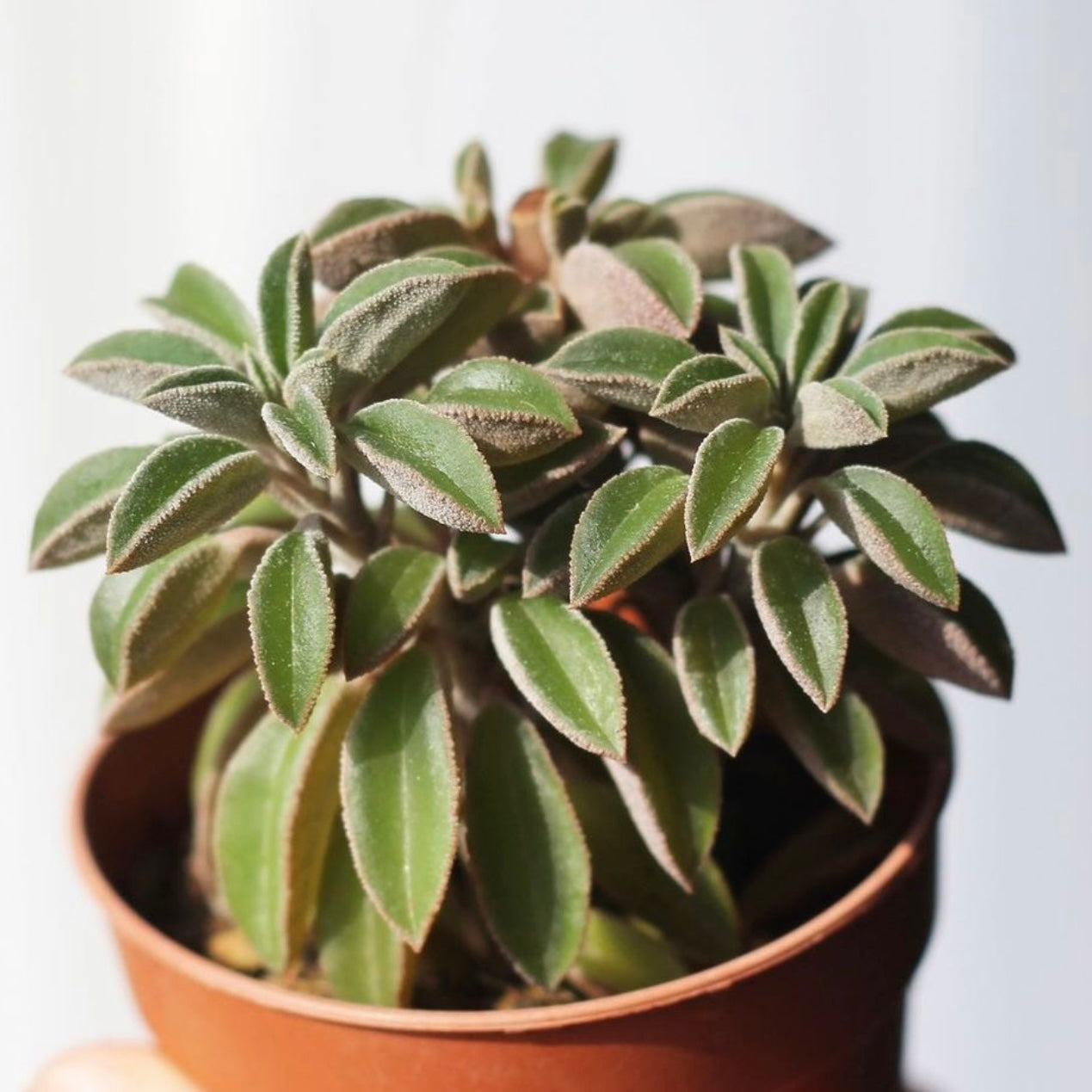 Peperomia Asperula