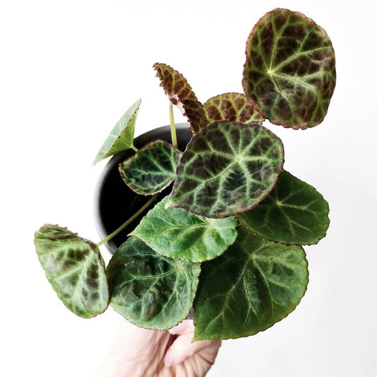 Begonia Geogoensis