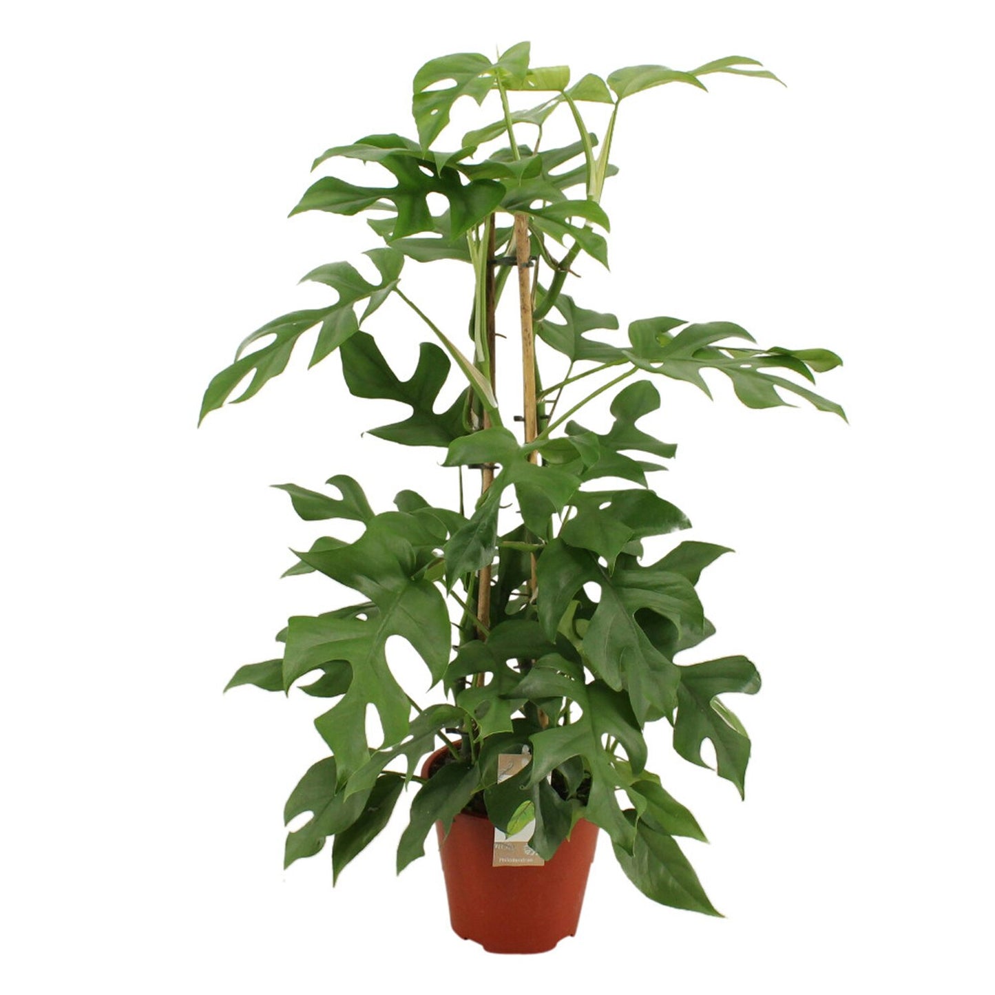 Philodendron Minima Peramide