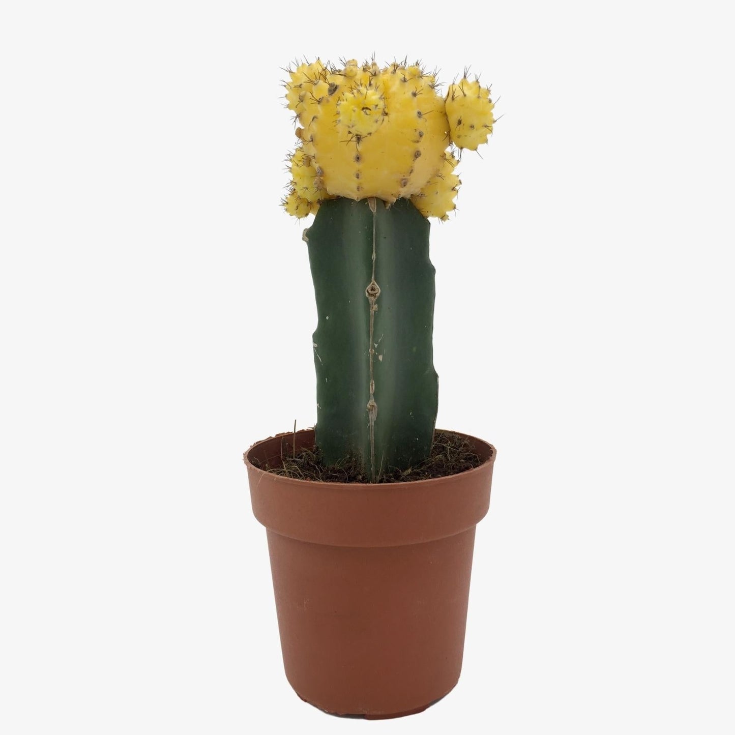 Yellow Moon Cactus