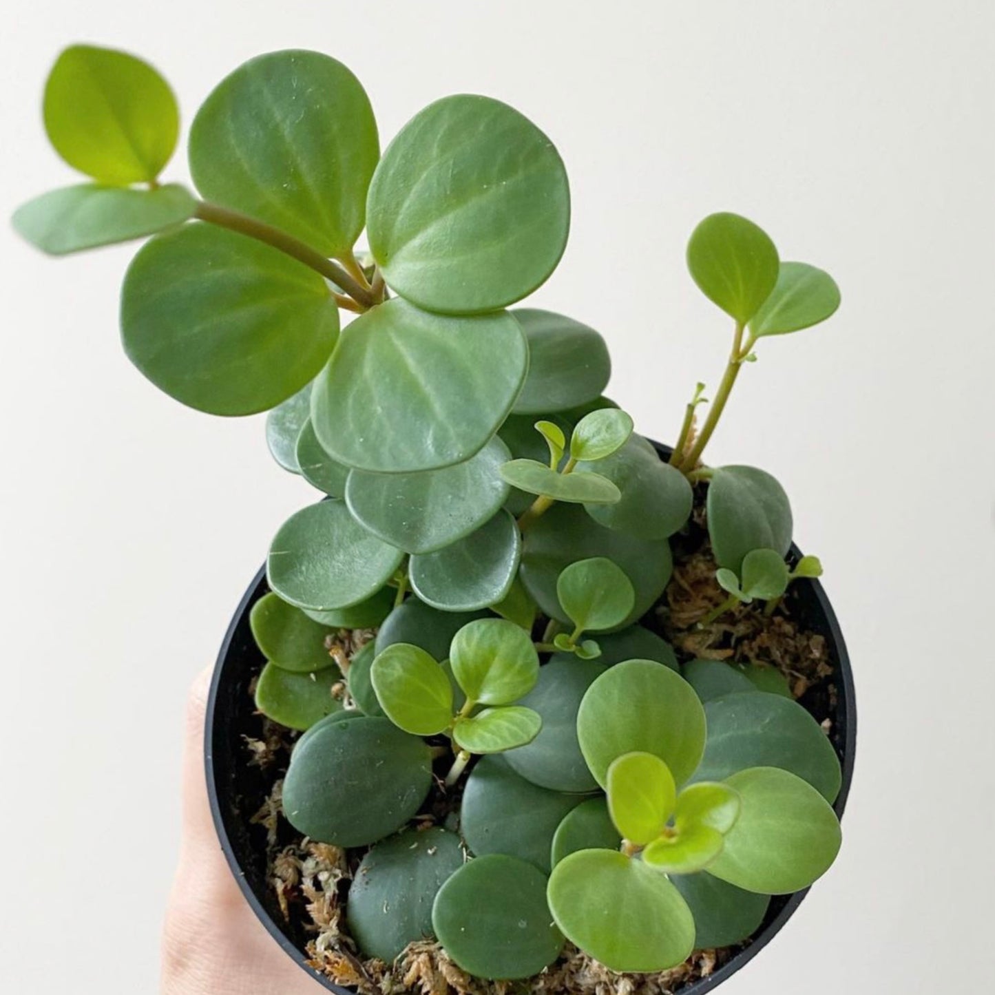 Peperomia Hope