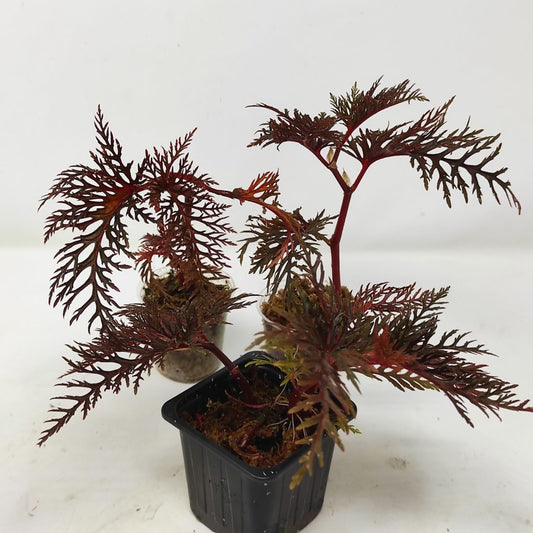 Begonia Bipinnatifida