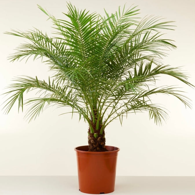 Pygmy Date Palm