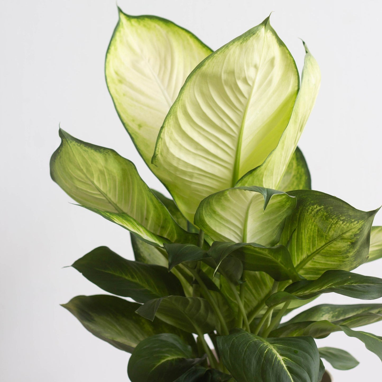 Dieffenbachia Honeydew