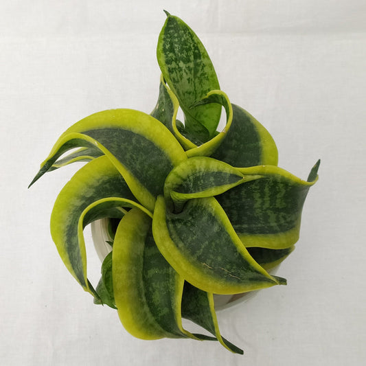 Sansevieria Trifasciata - Twist