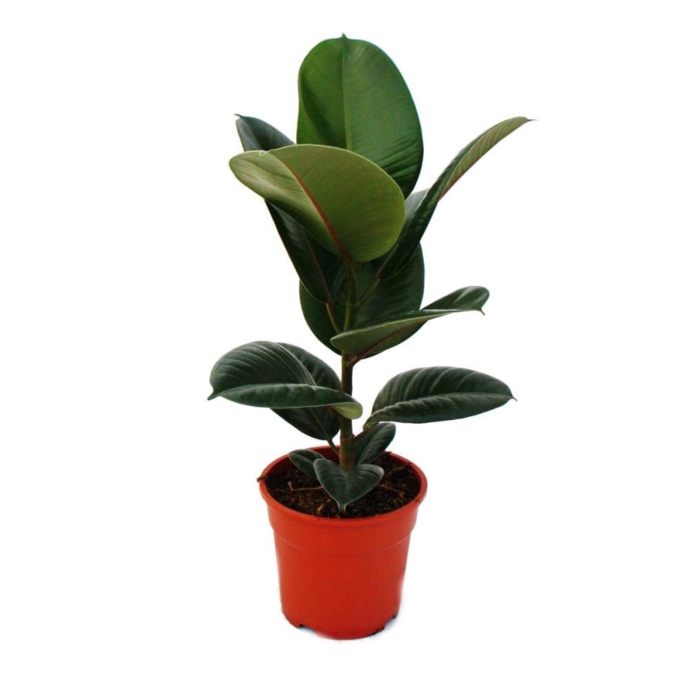 Ficus Elastica - Decora