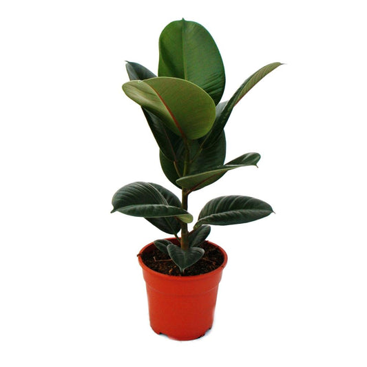 Ficus Elastica - Decora