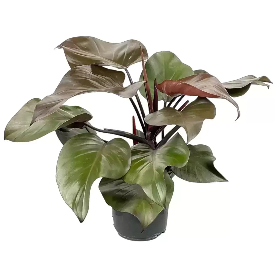 Philodendron Purple Congo