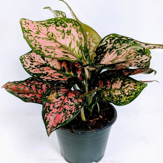 Aglaonema Pink Dalmatian