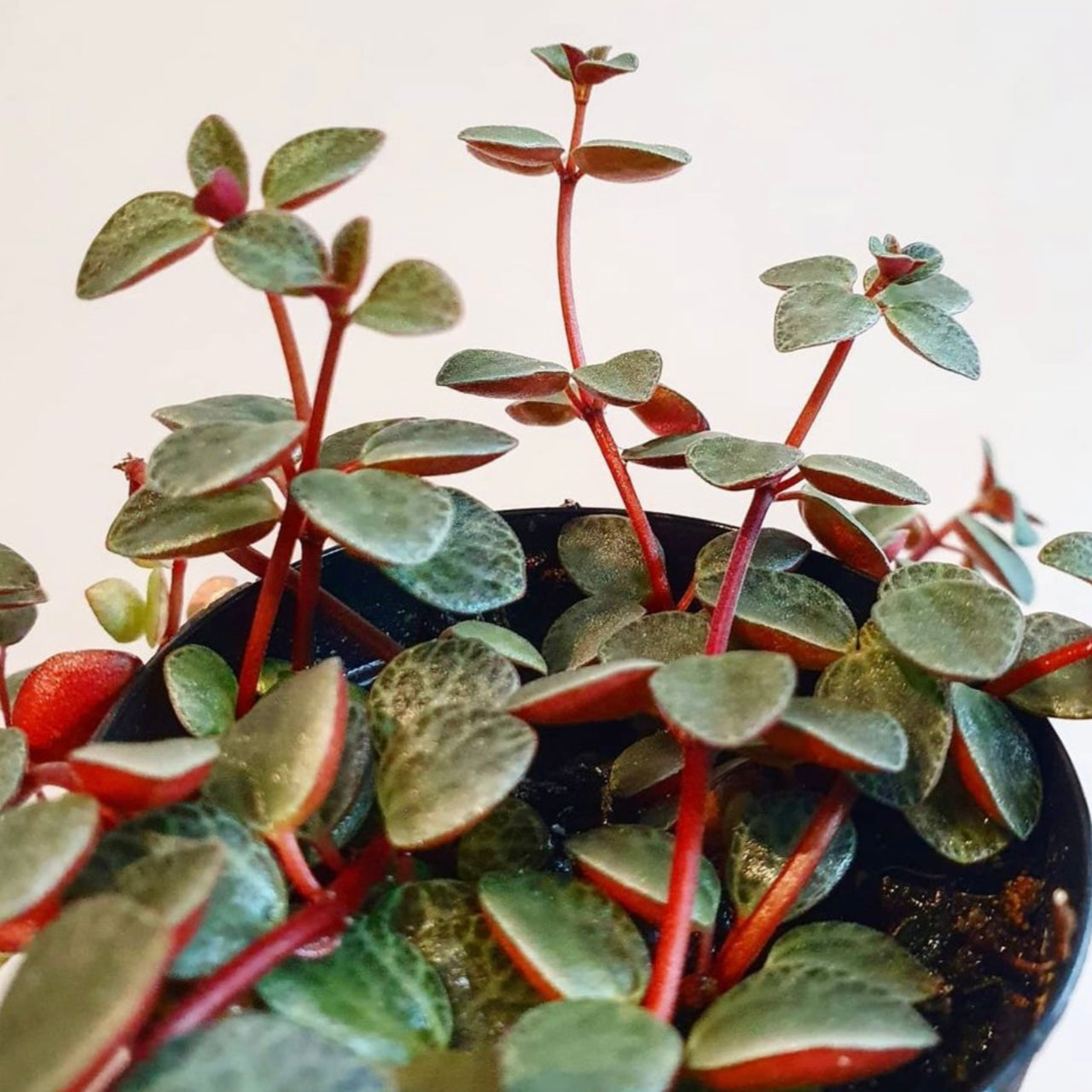 Peperomia Rubella