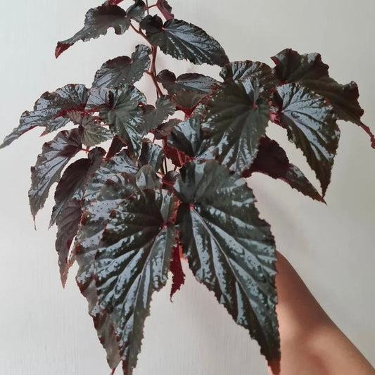 Begonia Black Magic