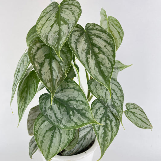 Philodendron Brandtianum