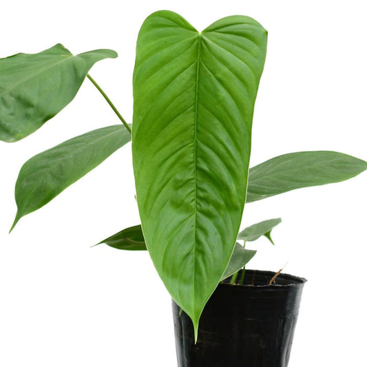 Philodendron Tenue