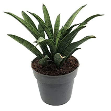 Sansevieria Parva