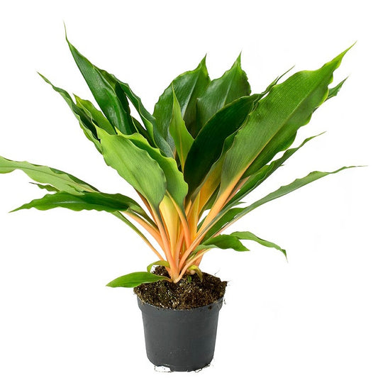 Mandarin Orange Spider Plant