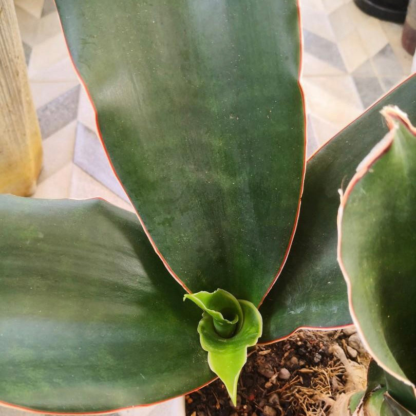 Sansevieria Liberica