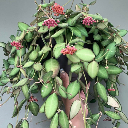 Hoya Burtoniae