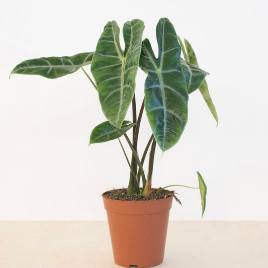 Alocasia Longiloba